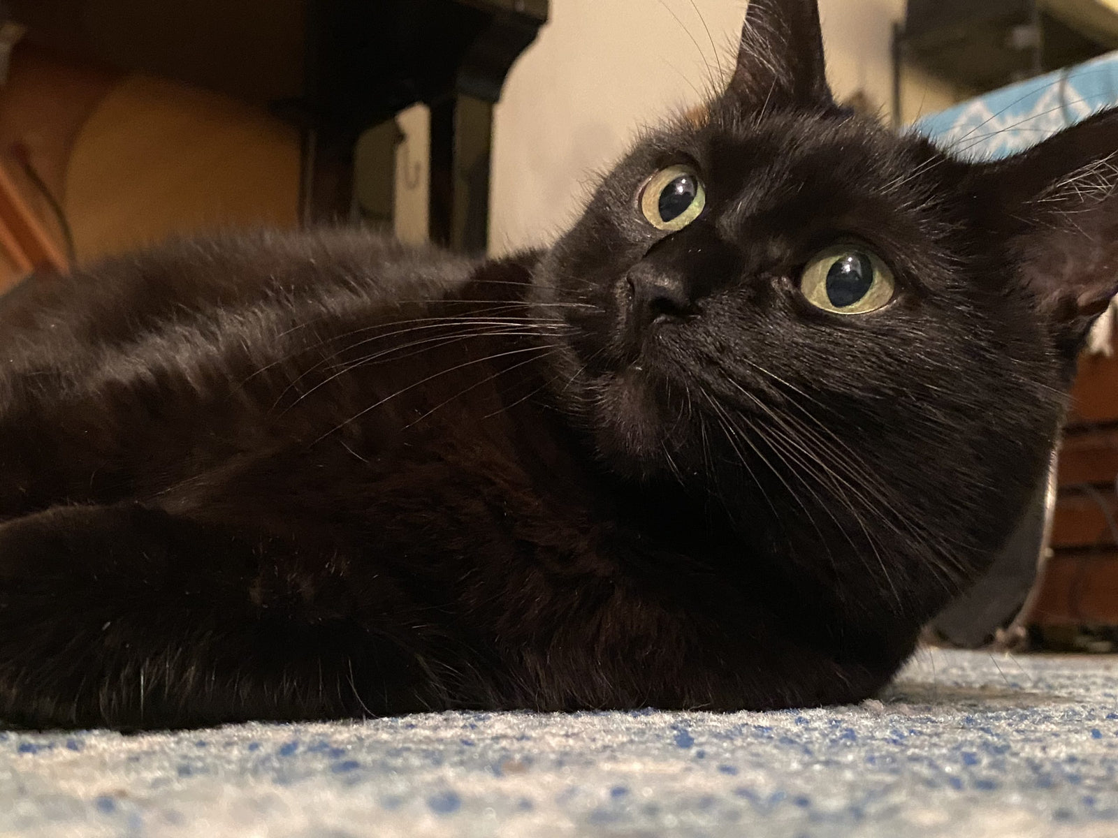 It’s National Cat Day: Chelsea Williams Answers 11 Questions About Cats!